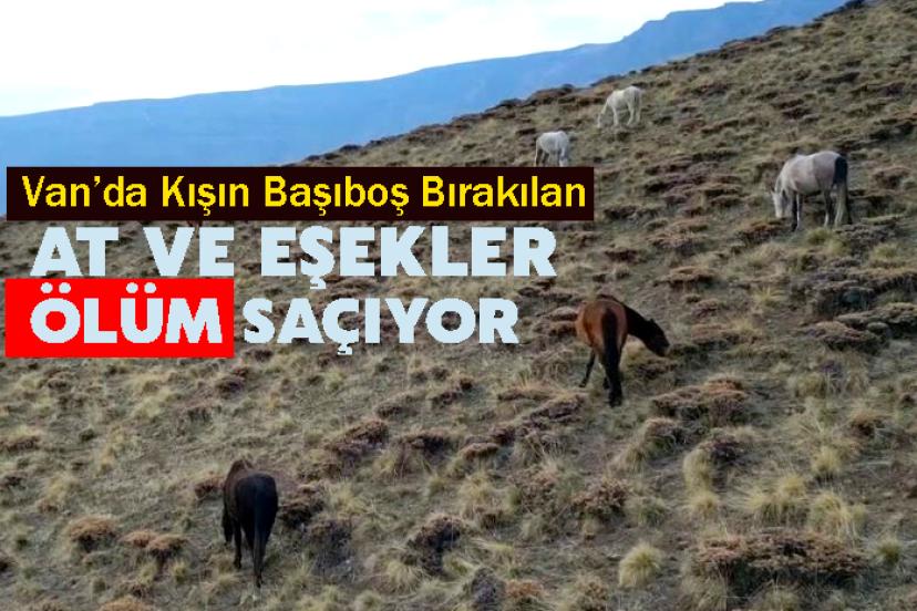Başıboş bırakılan at ve eşekler hem trafiği hem yaban hayatını tehdit ediyor