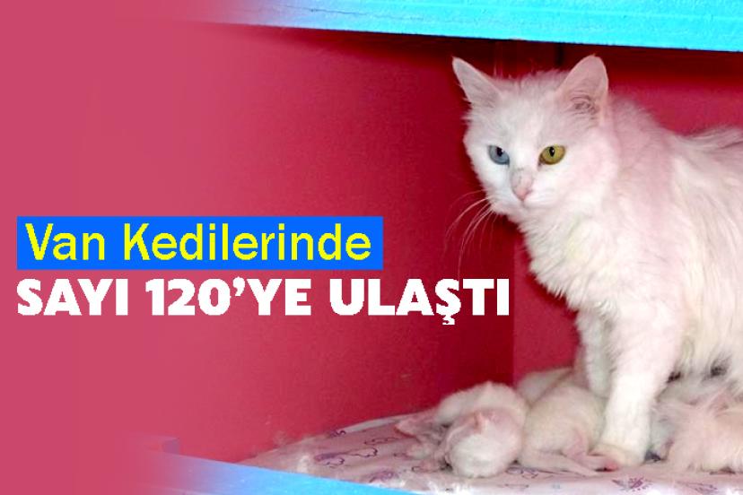 Van Kedi Villası’nda bu yıl 120 yavru dünyaya geldi