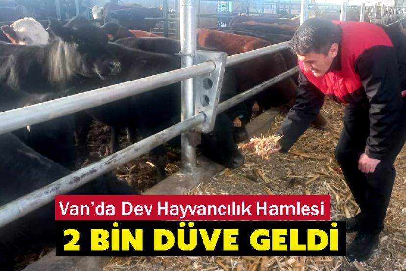 Van’da Dev Hayvancılık Hamlesi: 2 Bin Düve Geldi