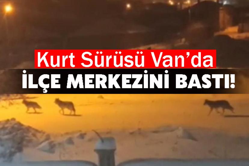 Başkale’de aç kalan kurtlar ilçeye indi