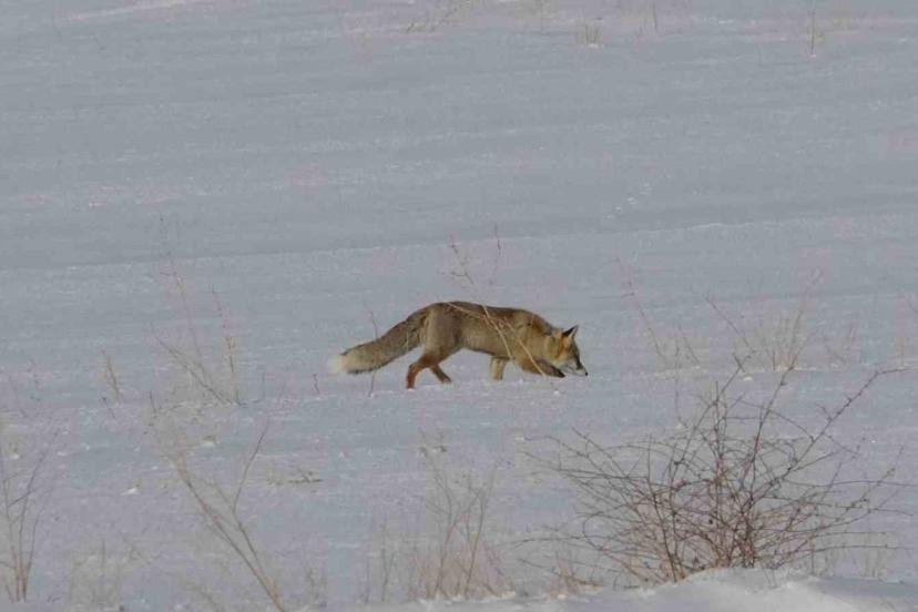 Van’da tilkilerin kar altındaki fare avı görüntülendi