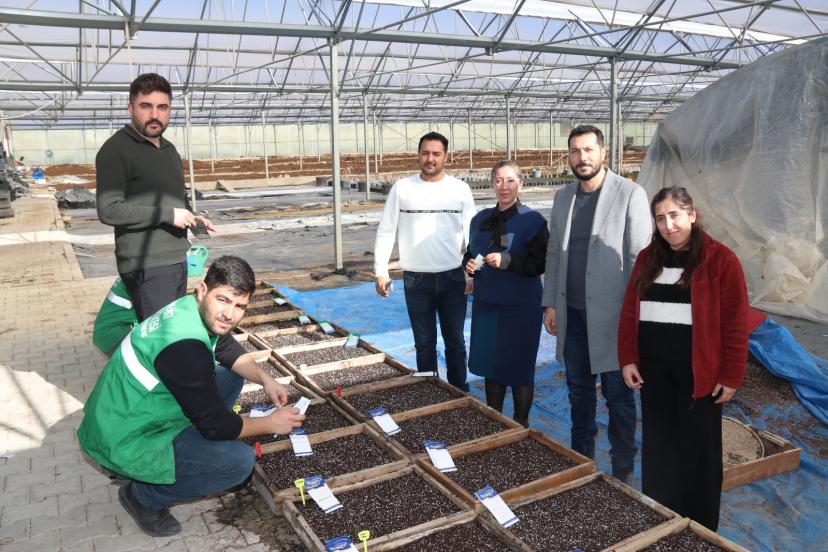 Edremit Belediyesi yüzlerce süs bitkisi ve çiçek tohumunu toprakla buluşturdu