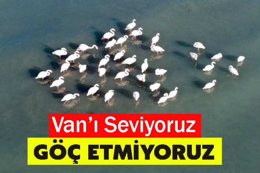 Flamingolar bu yıl da Van’dan göç etmedi