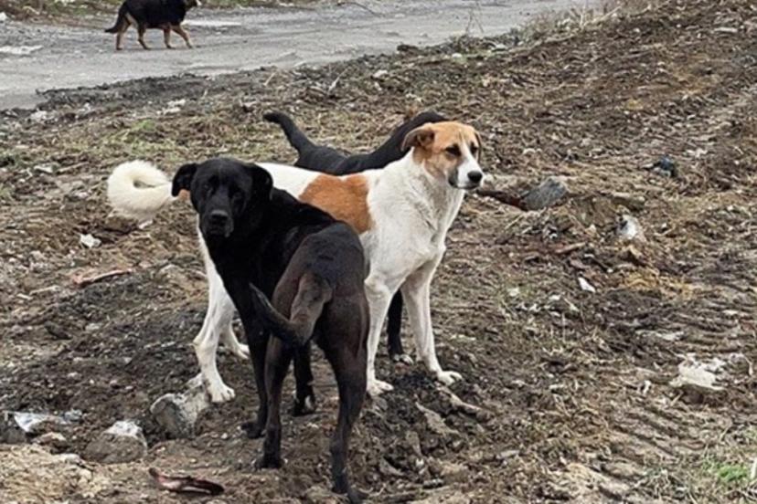 Vali, kentteki bütün sokak hayvanlarını toplattı