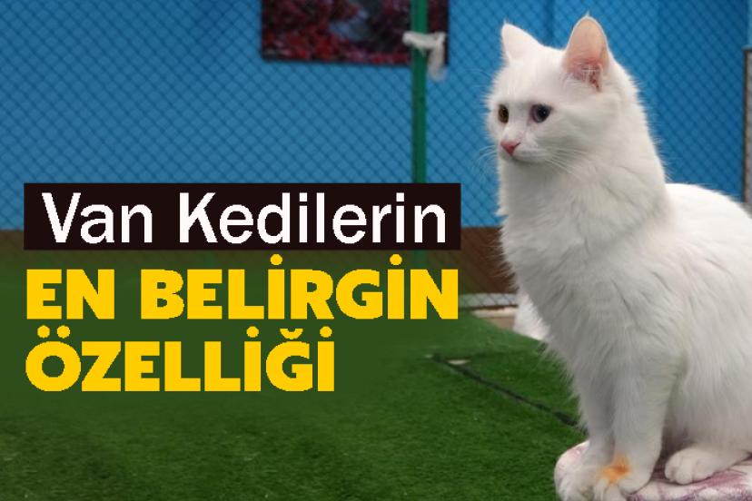Van Kedilerin en belirgin özelliği