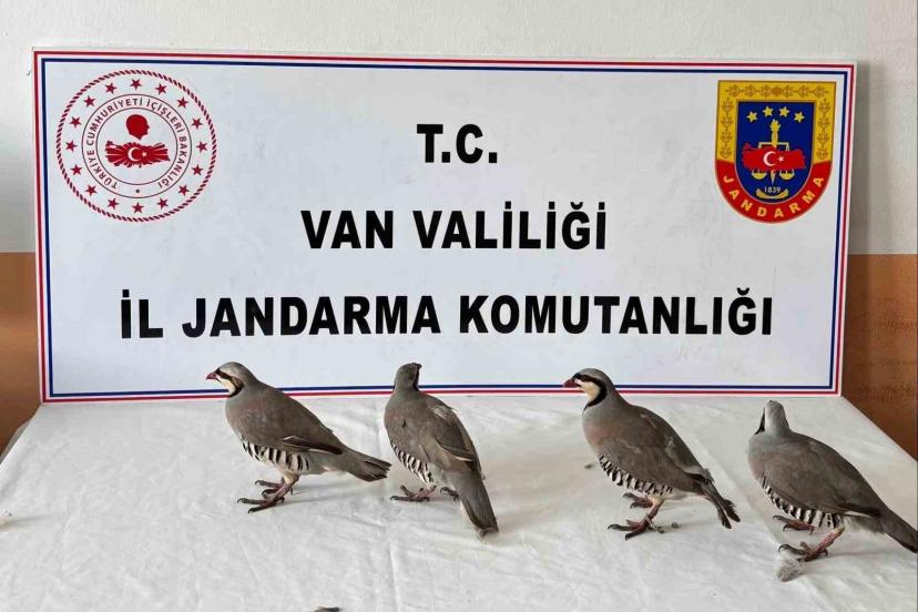 Van’da 4 keklik ele geçirildi