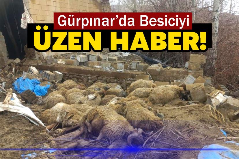 Gürpınar’da Besiciyi Üzen Haber!
