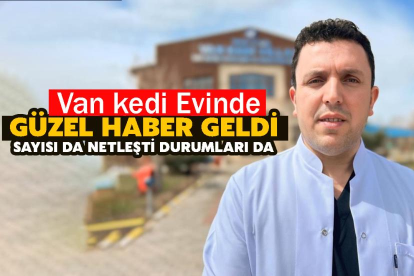 Van kedi Evinde Güzel Haber Geldi