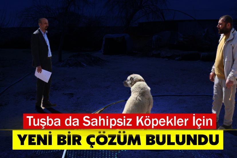 Tuşba da Sahipsiz Köpekler İçin Yeni Bir Çözüm Bulundu