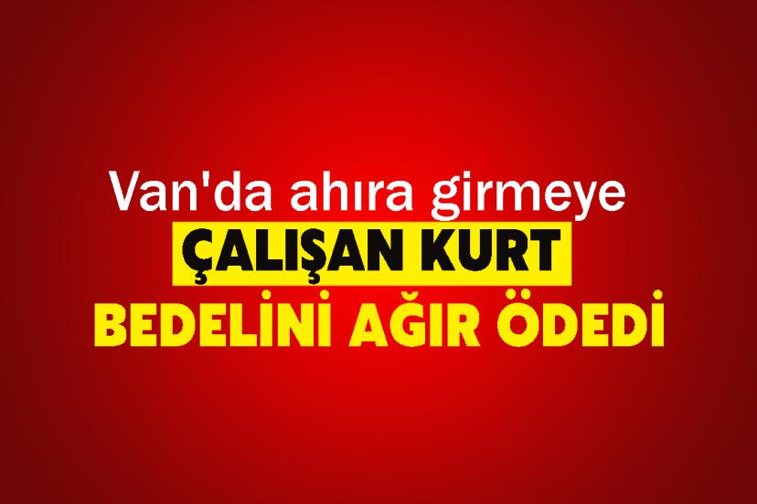 Van'da ahıra girmeye çalışan kurt bedelini ağır ödedi