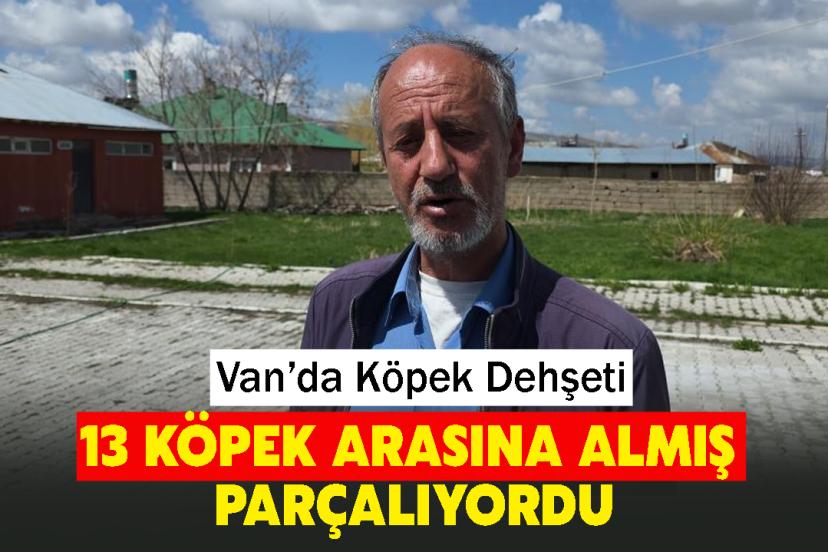 Van’da Köpek Dehşeti: "13 Köpek Arasına Almış Parçalıyordu"