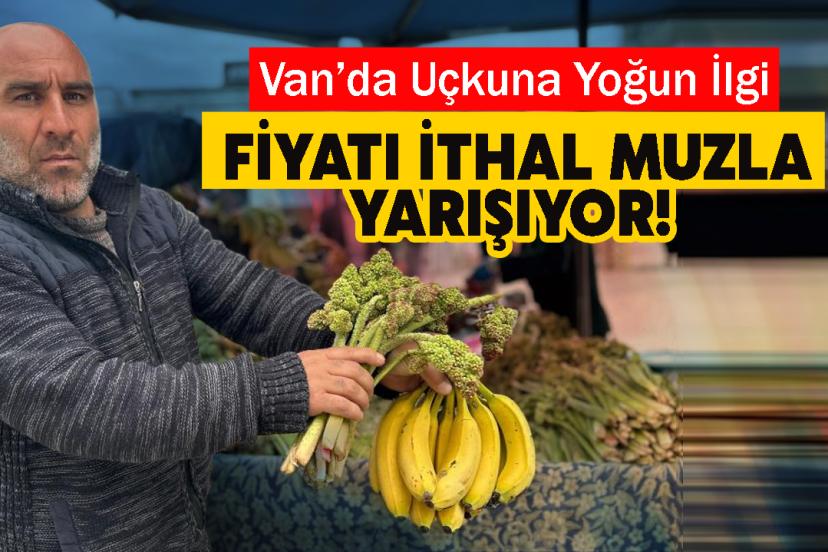 Van’da Uçkuna Yoğun İlgi: Fiyatı İthal Muzla Yarışıyor!