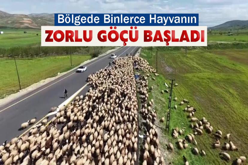 Bölgede Binlerce Hayvanın Zorlu Göçü Başladı