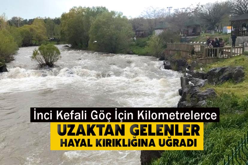 İnci Kefali Göç İçin Kilometrelerce Uzaktan Gelenler Hayal Kırıklığına Uğradı