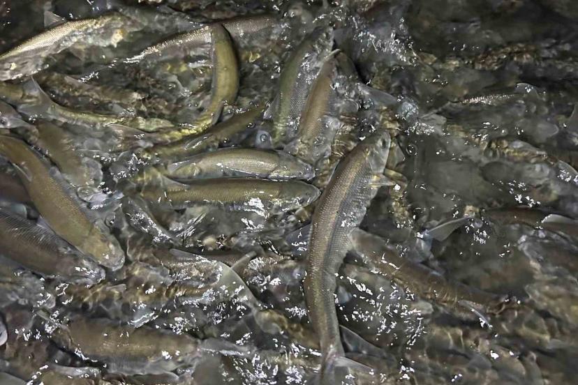 Van Gölü’nde inci kefali göçü başladı: Ekipler sağanak yağış altında nöbette