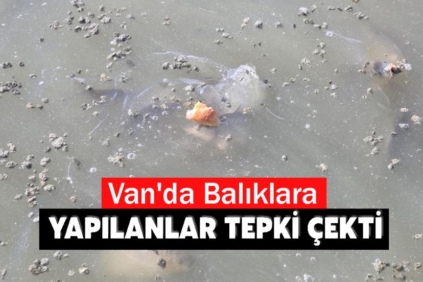 Van'da Balıklara yapılanlar tepki çekti