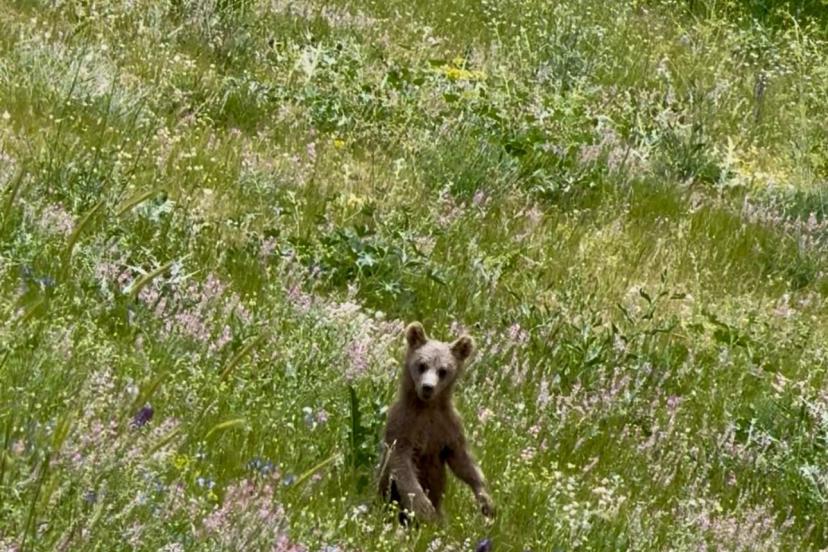 Van’da VASKİ ekiplerinin karşısına ayı yavrusu çıktı