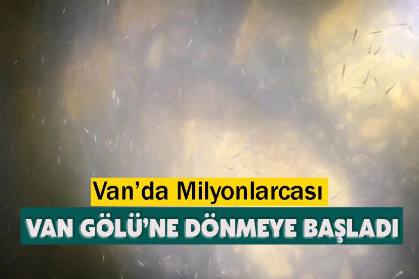 Milyonlarca inci kefali yavrusu Van Gölü’ne dönmeye başladı