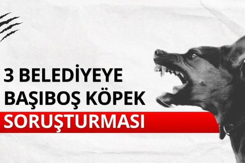 Üç belediyeye başıboş köpek incelemesi