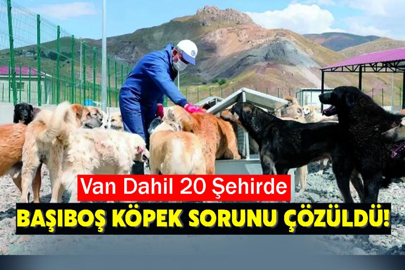 Van Dahil 20 Şehirde Başıboş Köpek Sorunu Çözüldü!