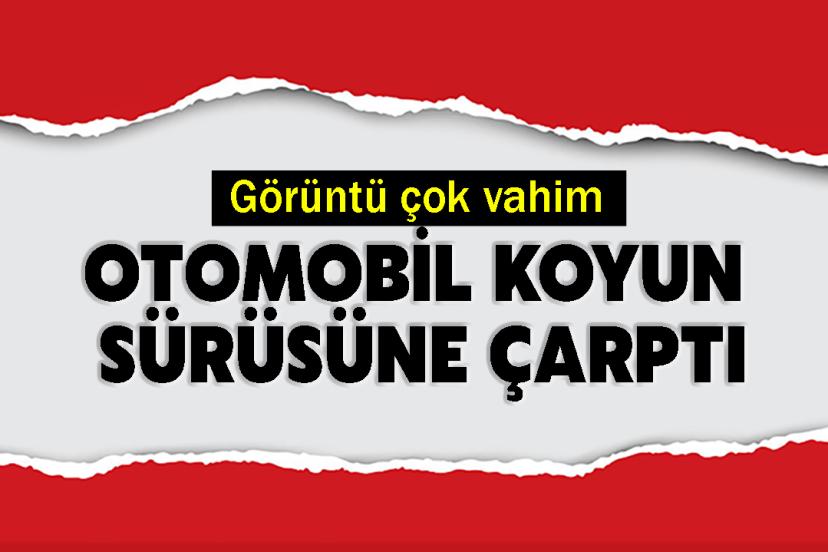 Otomobil koyun sürüsüne çarptı: Görüntü çok vahim