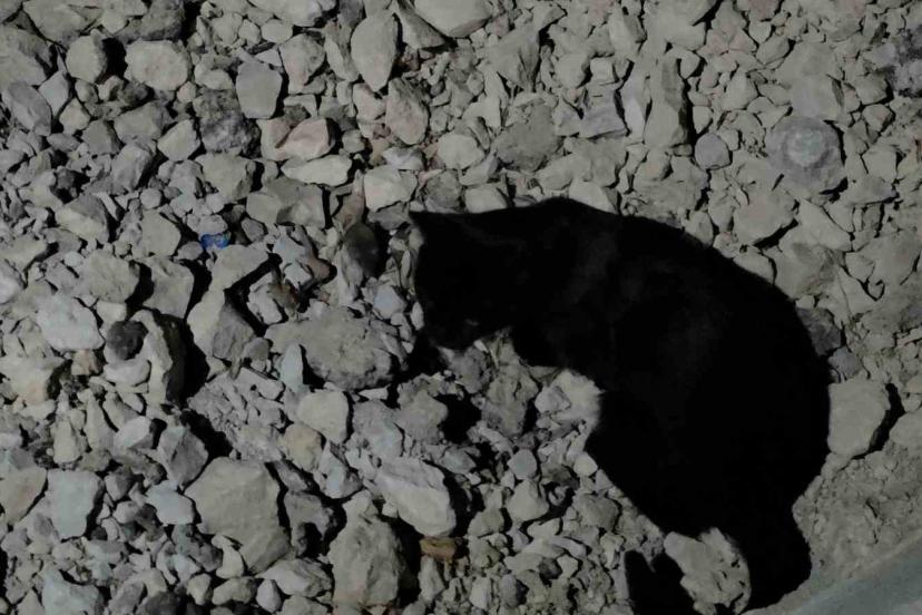 Van Gölü sahilinde sıra dışı anlar: Kedi yakaladığı fare ile saatlerce oynadı