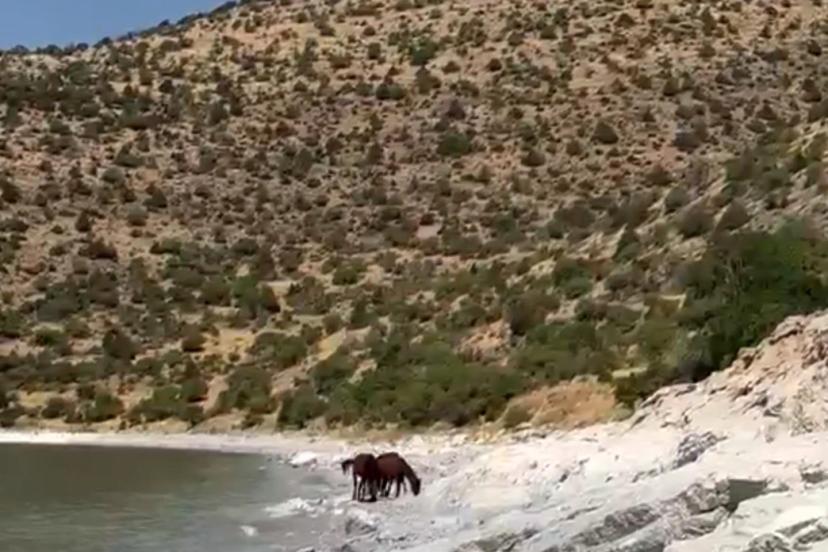Van kırsalında yılkı atları görüntülendi