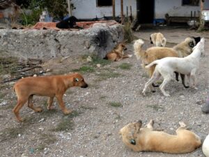 Başıboş köpek sorunu çözüm bekliyor