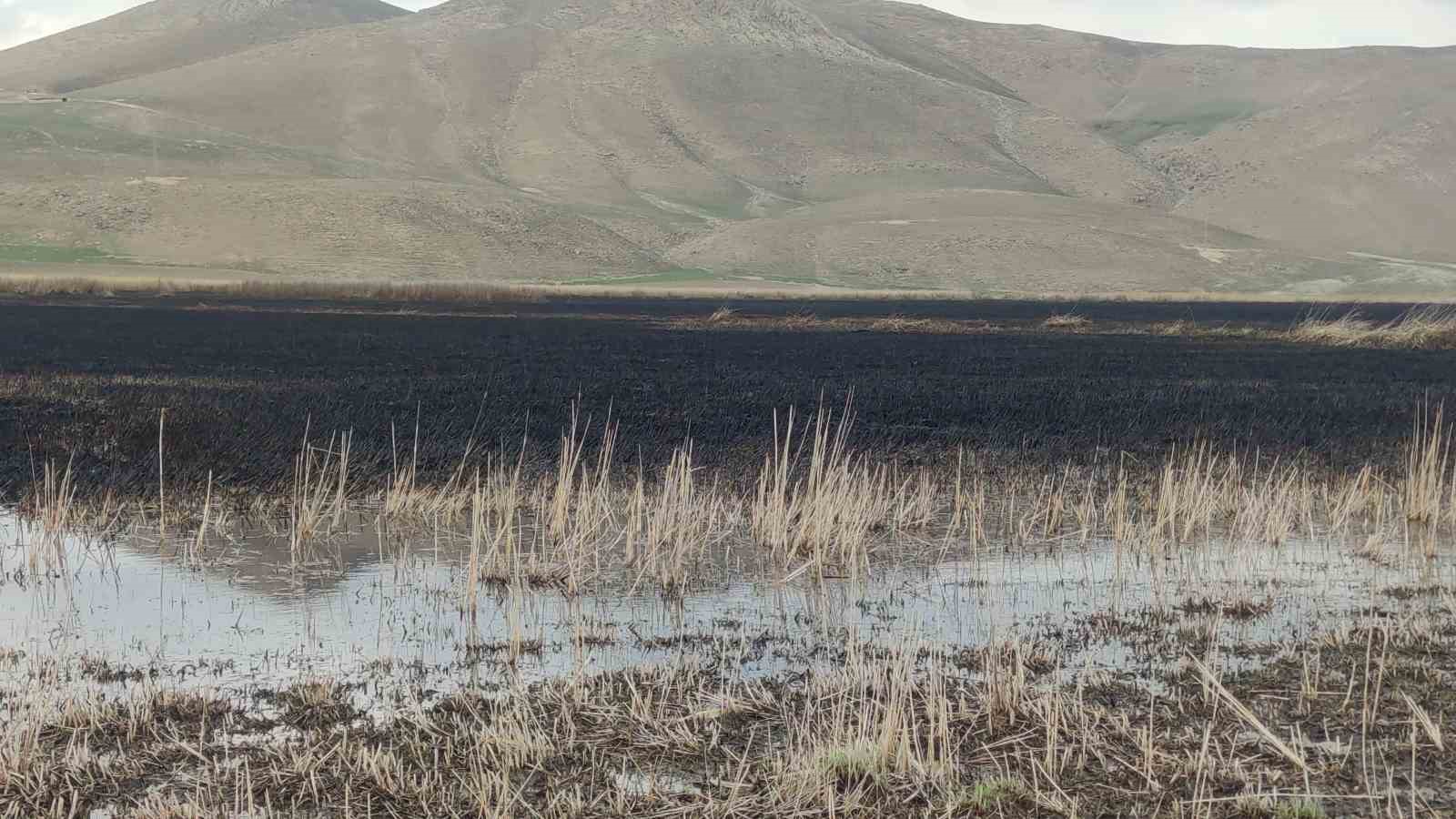 Birçok kuş türüne ev sahipliği yapan Kazlıgöl sazlığı yandı