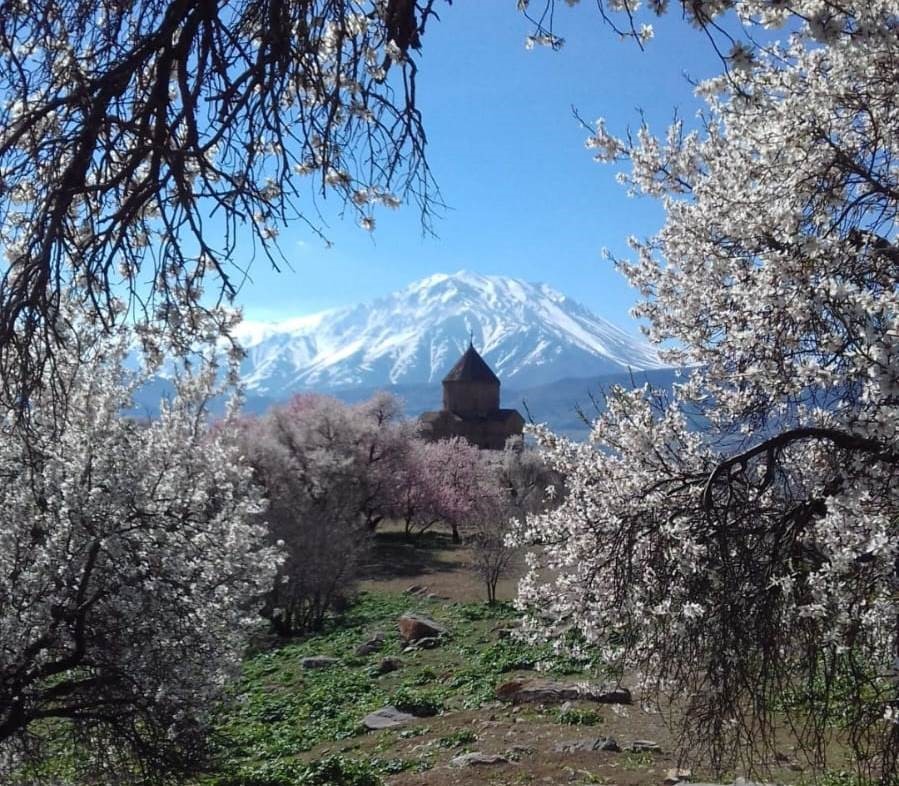 Akdamar Adası’nda badem ağaçları çiçek açtı