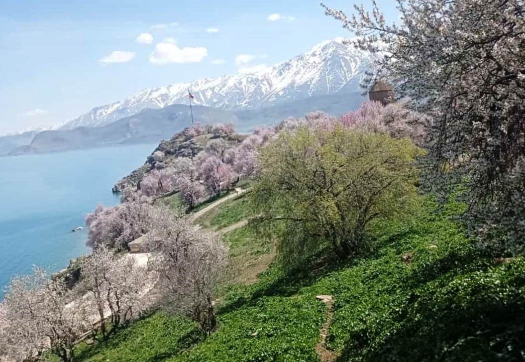 Akdamar Adası’nda badem ağaçları çiçek açtı