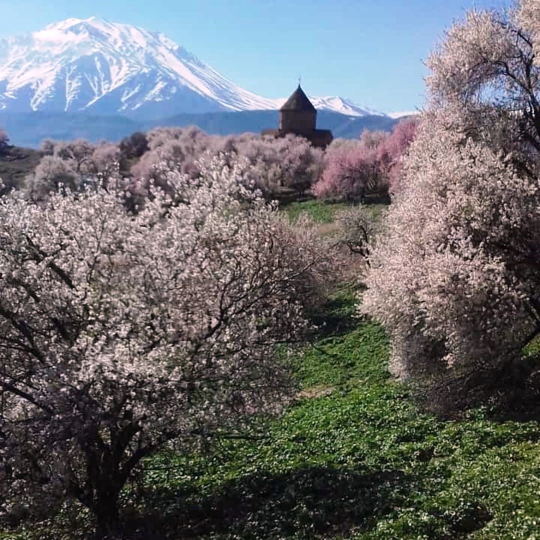 Akdamar Adası’nda badem ağaçları çiçek açtı