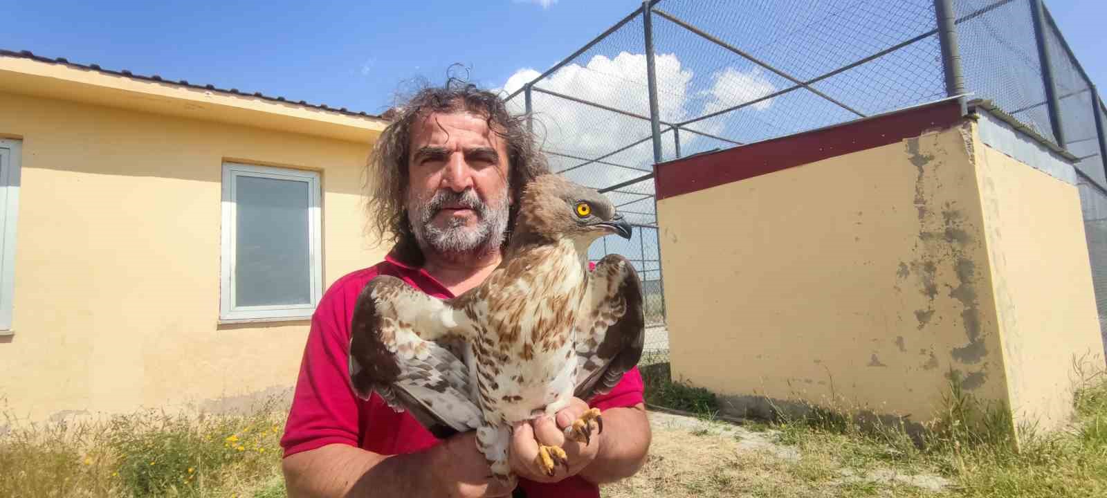 Van’da tedavileri tamamlanan arı şahinleri doğaya bırakıldı