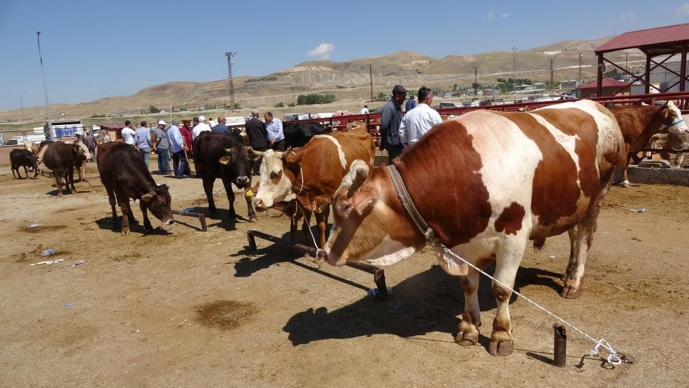 Van’da 58 bin kurbanlık hayvan sevk edilmeye hazır