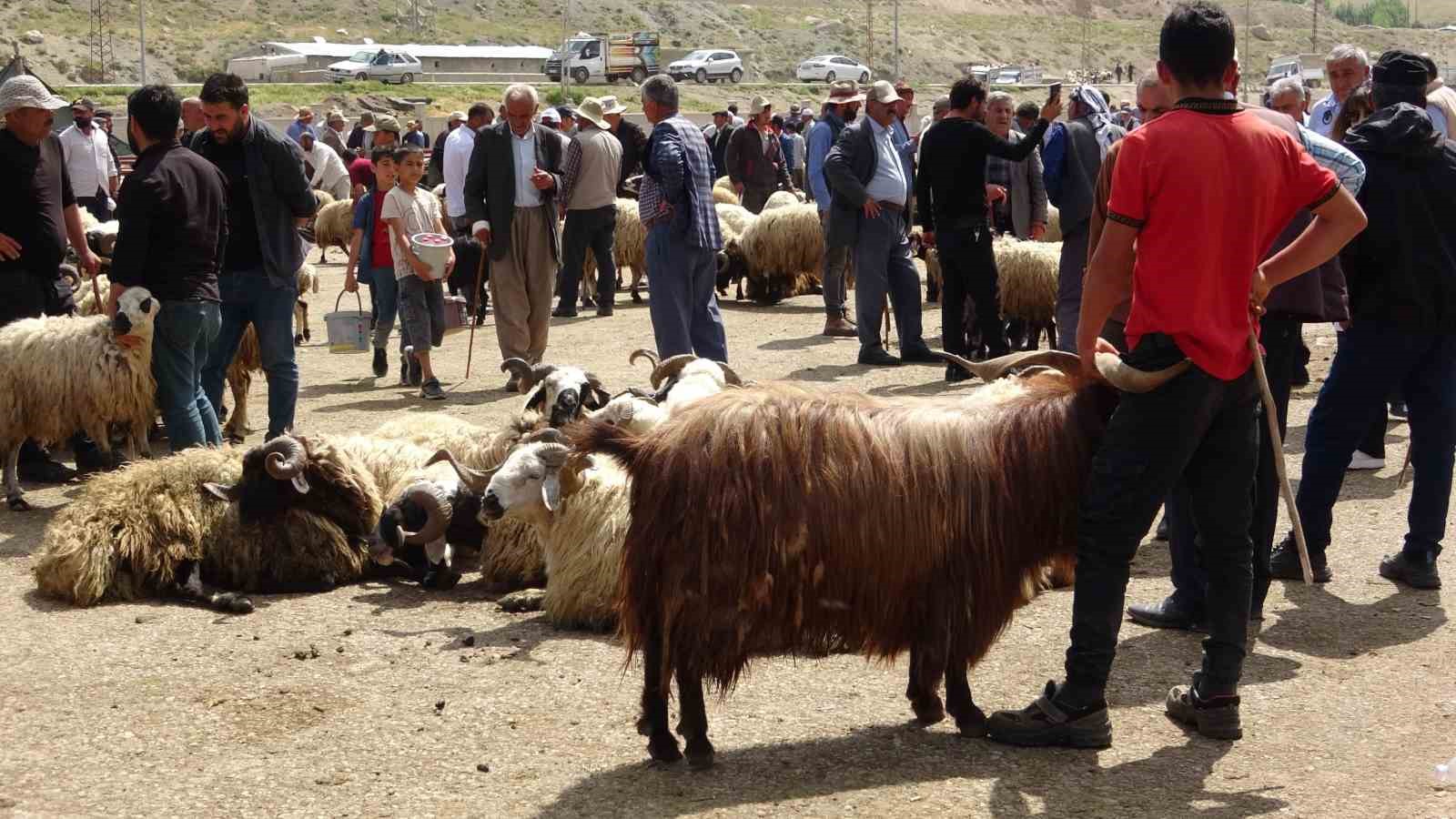 Van’da kurbanlık hayvanlar görücüye çıktı