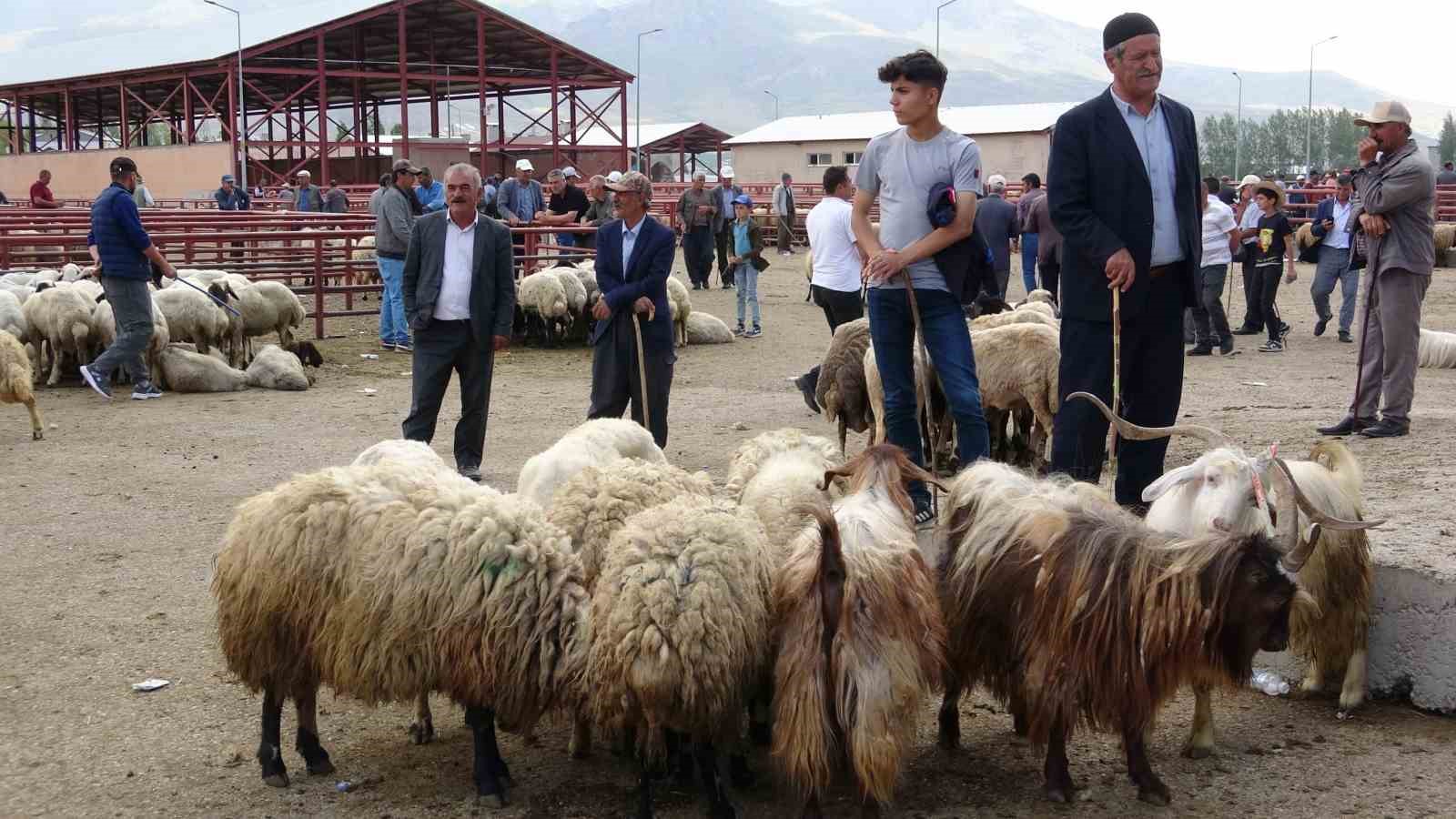 Van’da kurbanlık hayvanlar görücüye çıktı