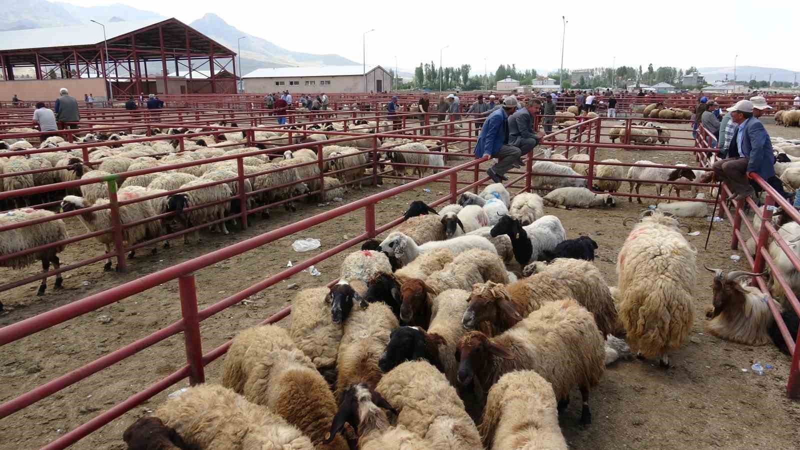 Van’da kurbanlık hayvanlar görücüye çıktı