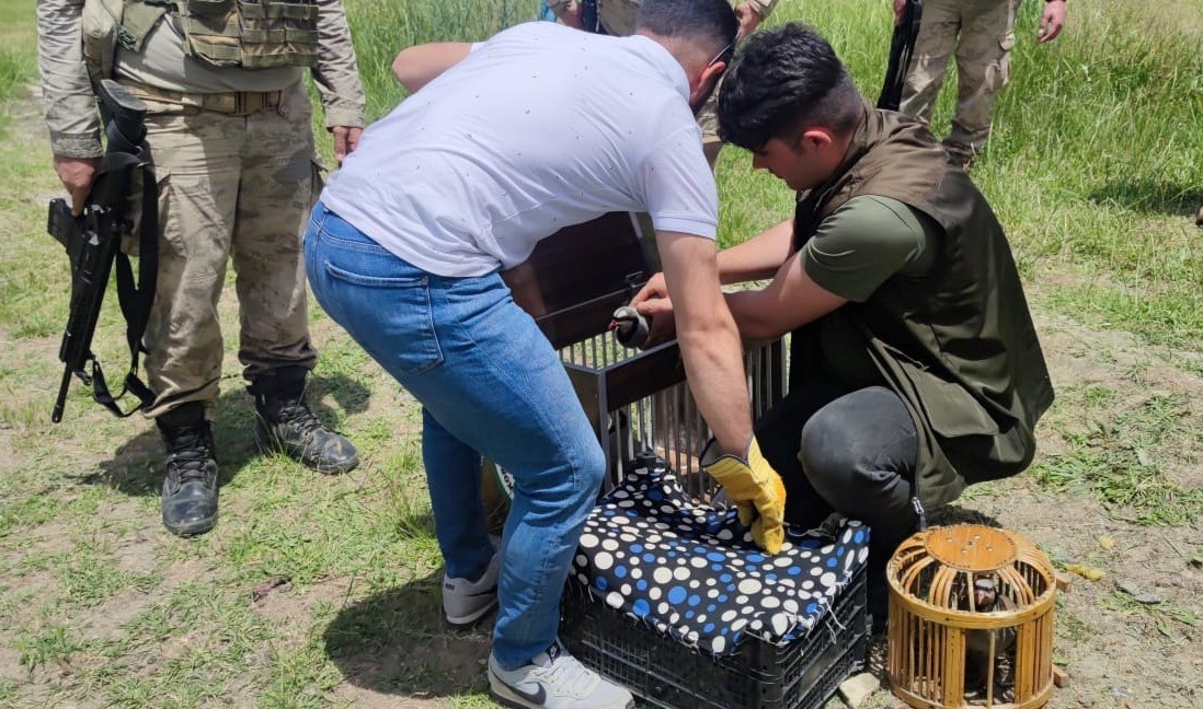 Van’da kaçak avcılardan ele geçirilen keklikler doğaya bırakıldı