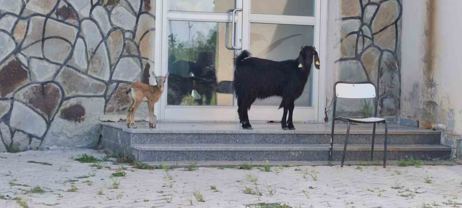 Yavru yaban keçisi süt annesine alıştı