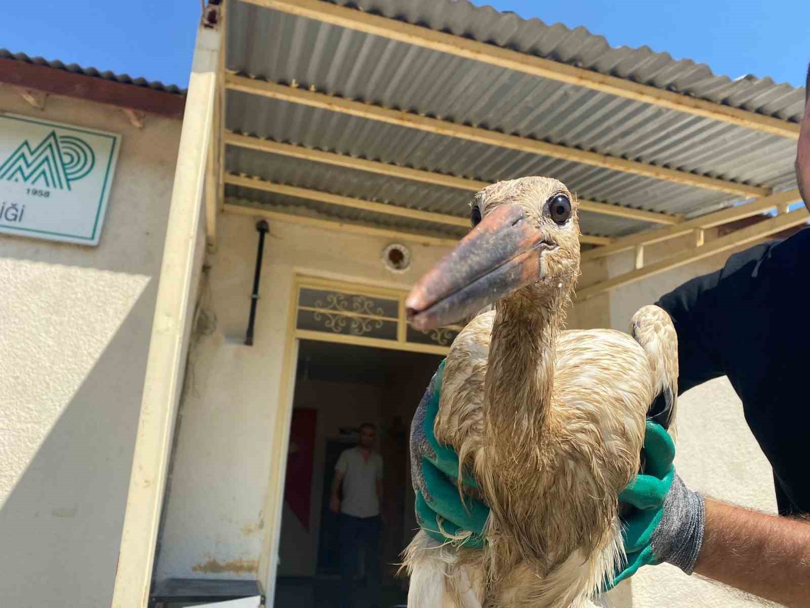 Van’da yaralı kuşlar tedavi altına alındı