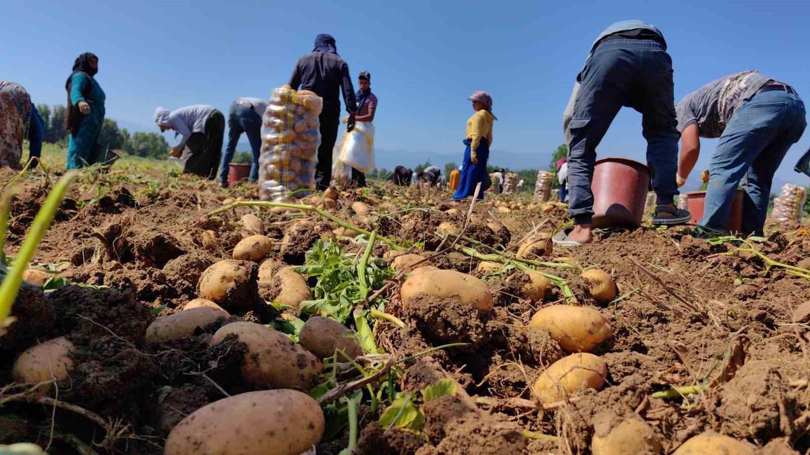 Sarı altın hasadı başladı; tarlada 13 liradan satılıyor