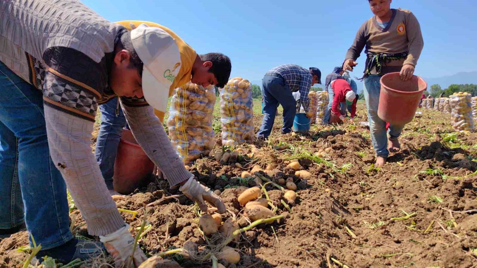 Sarı altın hasadı başladı; tarlada 13 liradan satılıyor