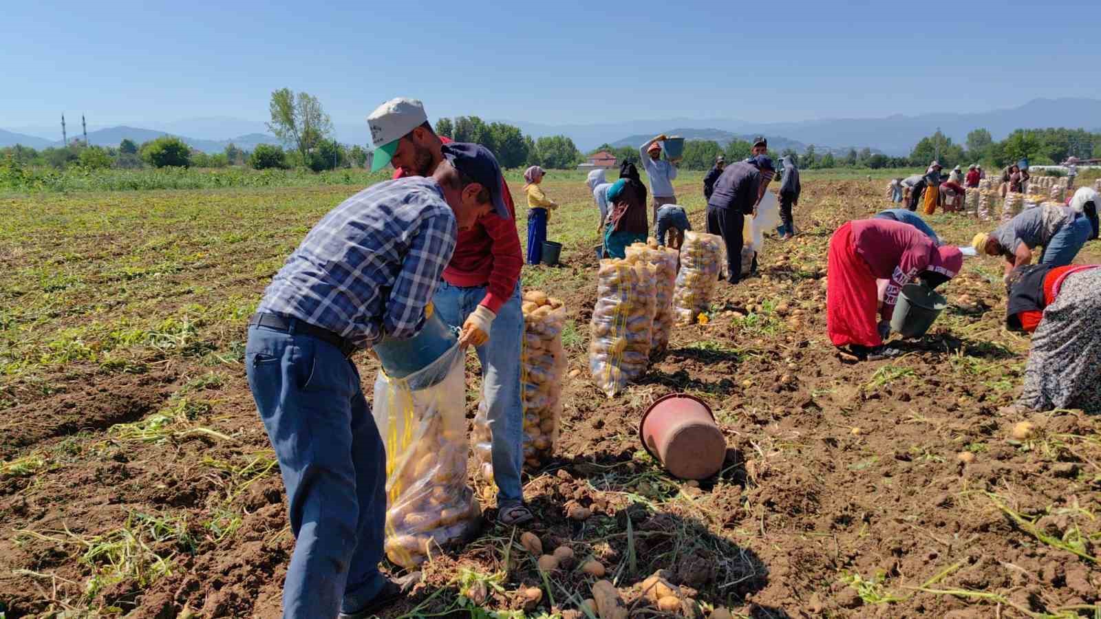 Sarı altın hasadı başladı; tarlada 13 liradan satılıyor