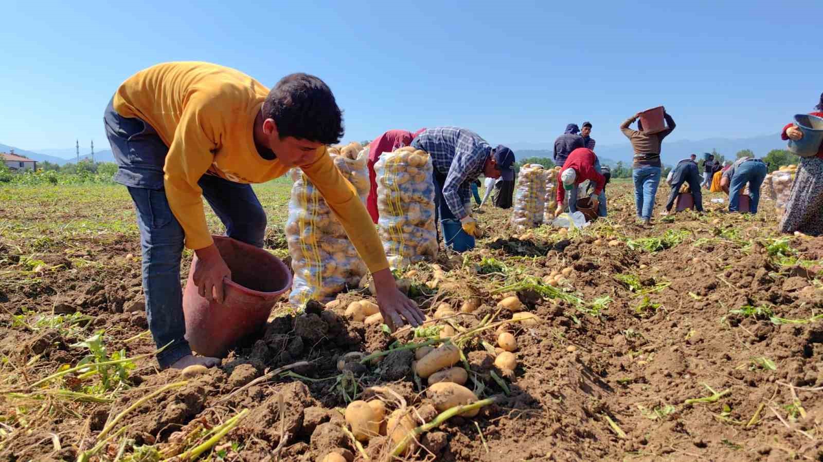 Sarı altın hasadı başladı; tarlada 13 liradan satılıyor