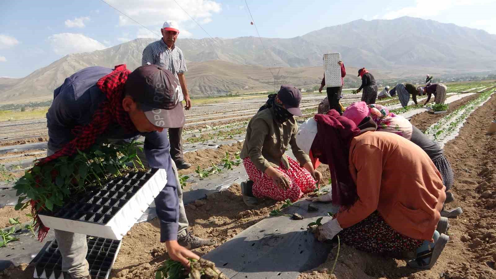 Van’da mevsimlik tarım işçileri bunaltıcı sıcaklara rağmen tarlalarda çalışmayı sürdürüyor