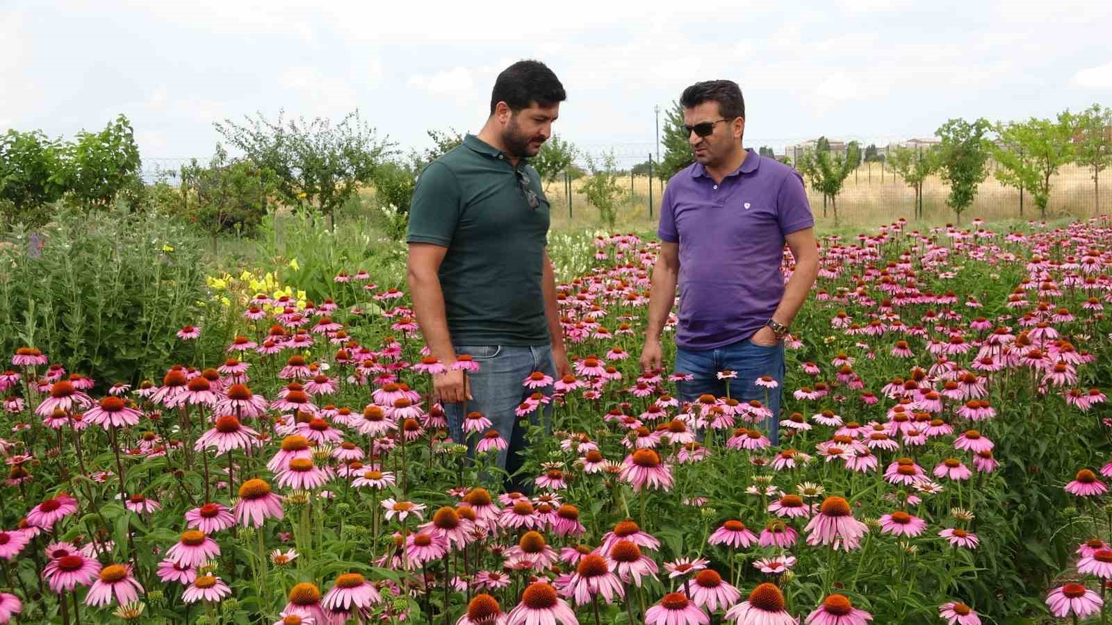 Renk cümbüşü tıbbi bitkiler doğal fotoğraf stüdyosu oluyor