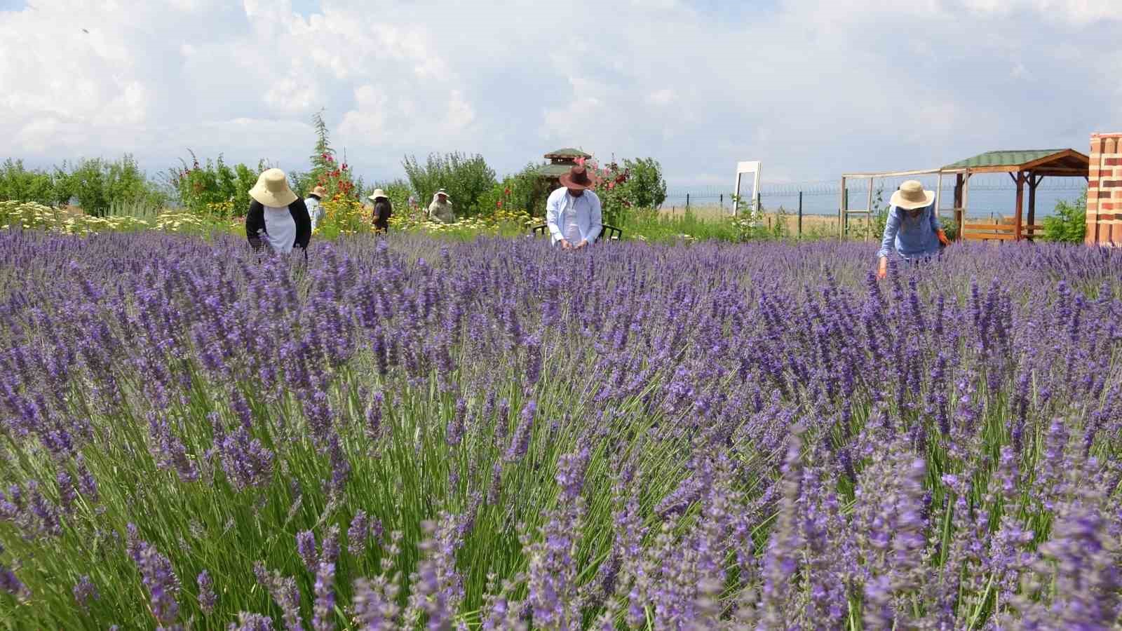 Renk cümbüşü tıbbi bitkiler doğal fotoğraf stüdyosu oluyor