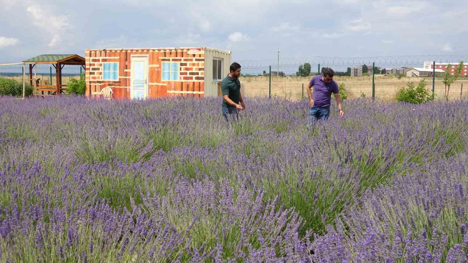 Renk cümbüşü tıbbi bitkiler doğal fotoğraf stüdyosu oluyor