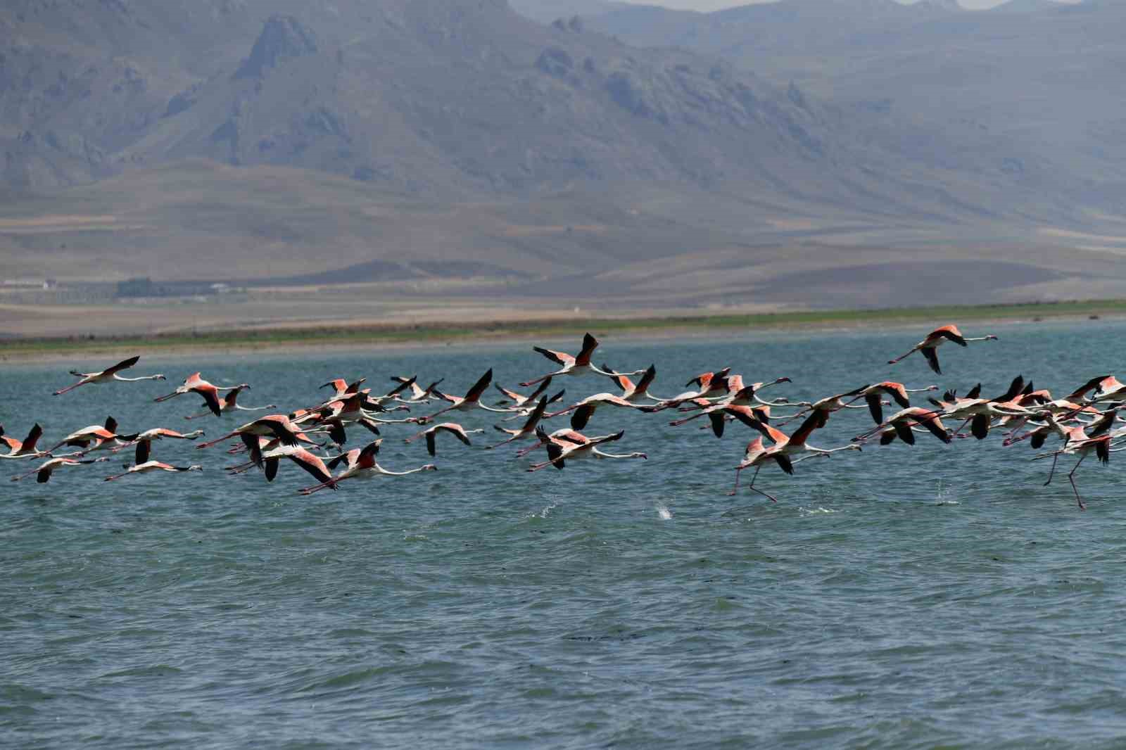 Flamingolar kuraklığa rağmen Erçek Gölü’nde