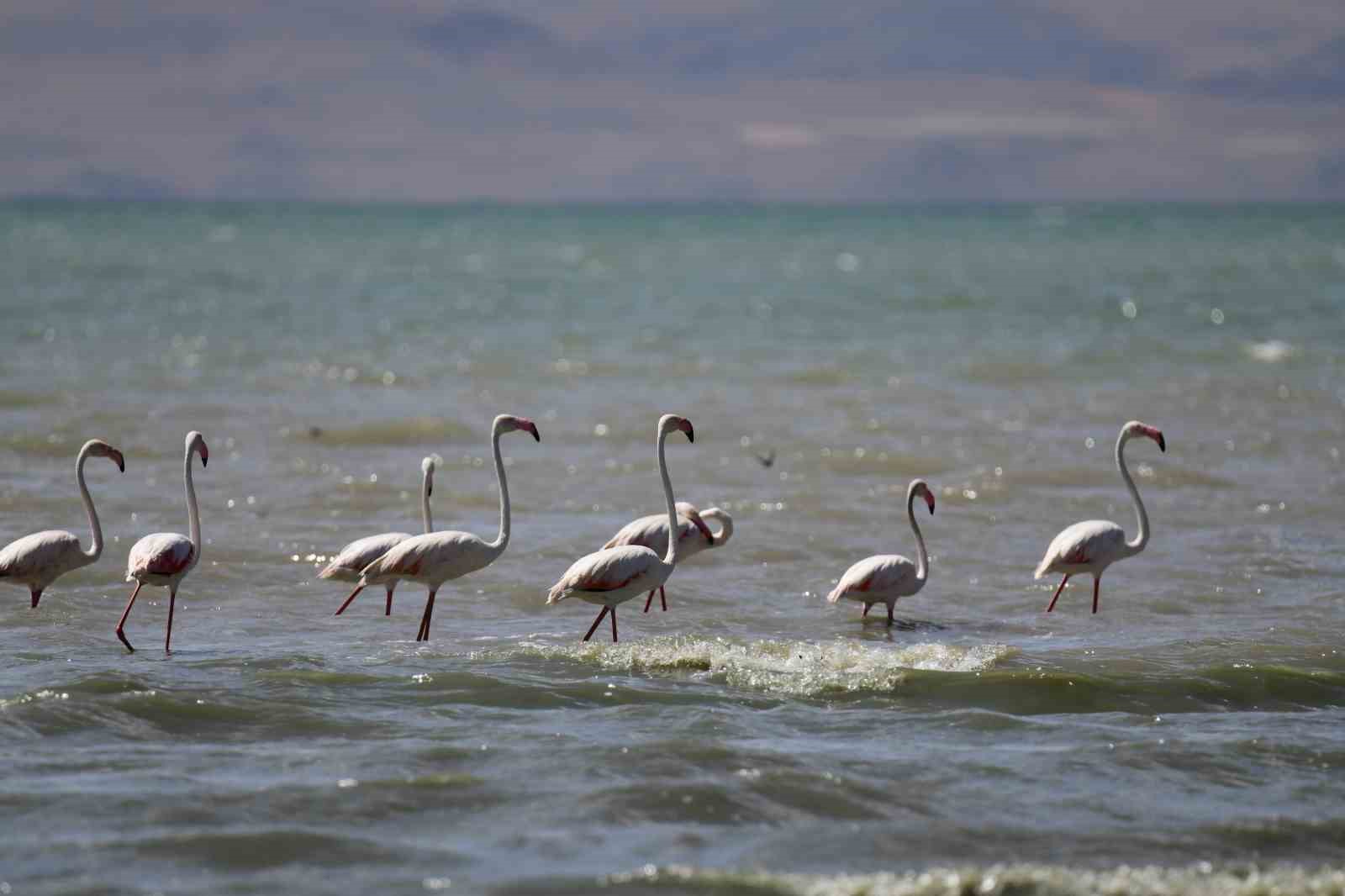 Flamingolar kuraklığa rağmen Erçek Gölü’nde